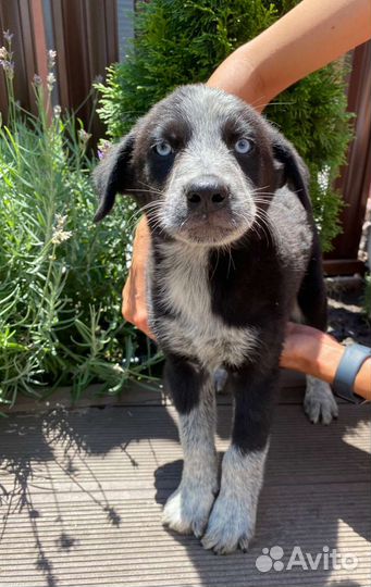 Голубоглазый щенок, бесплатно