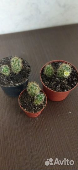 Комнатные цветы