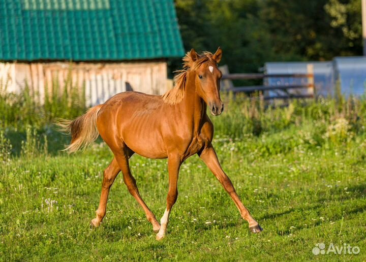 Жеребчик,пони кобылка