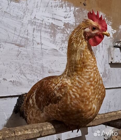 Молодые петушки