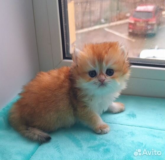 Британская длинношерстная девочка