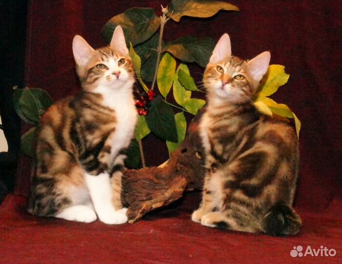 Золотая осень