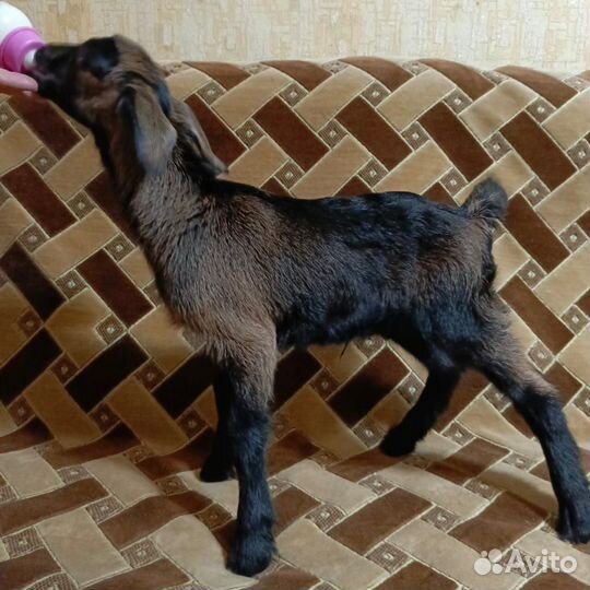 Козлики, козочки на племя