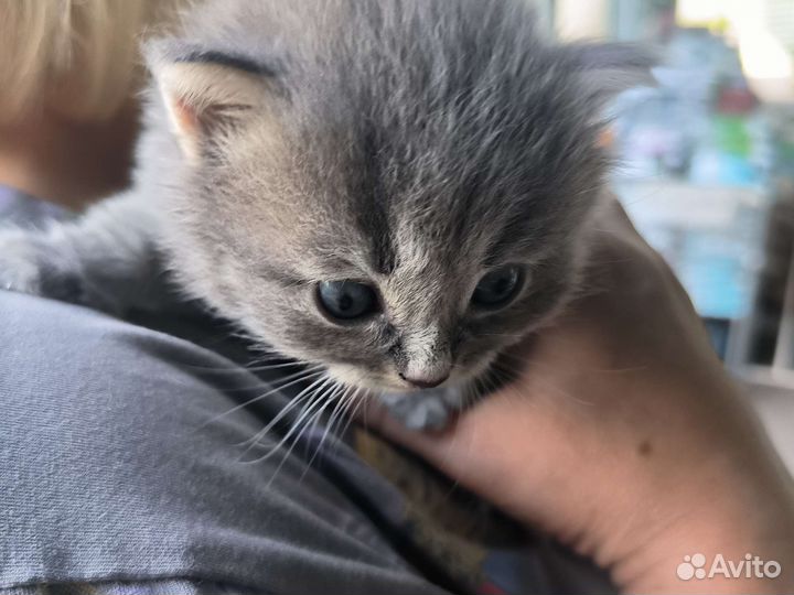 Котенок девочка в дар