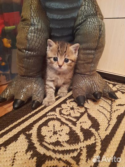 Британская