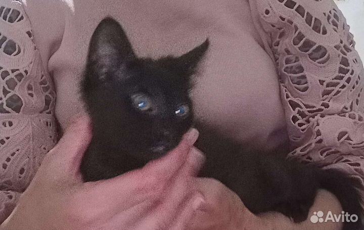Котëнок чëрный