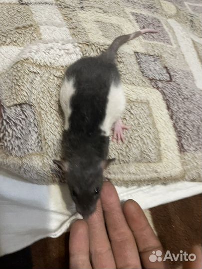 Крысенок дамбо мальчик
