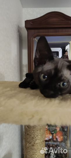 Котик Девон-рекс