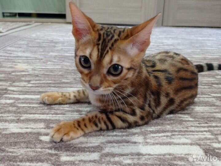 Бенгальская кошка