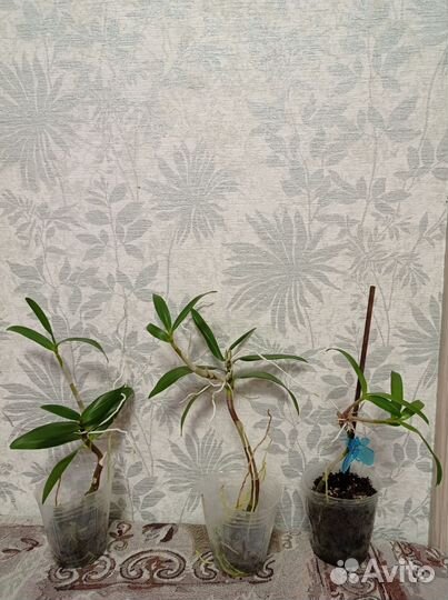 Орхидея дендробиум Кинга