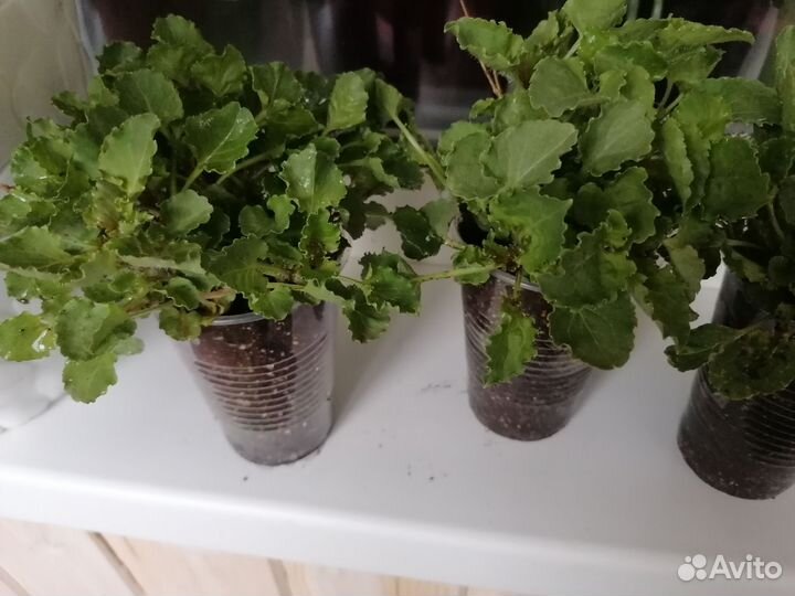 Колокольчик карпатский