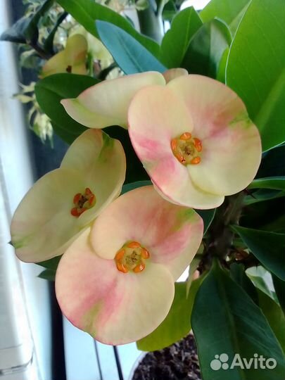 Молочай миля крупноцветковый