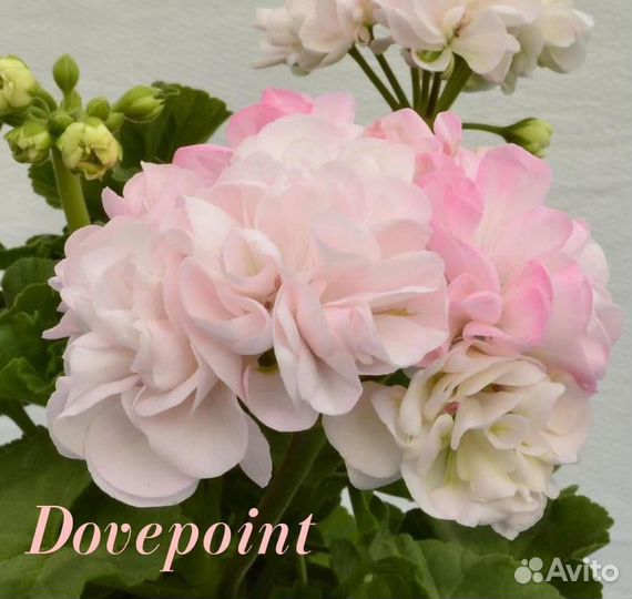 Черенки пеларгонии