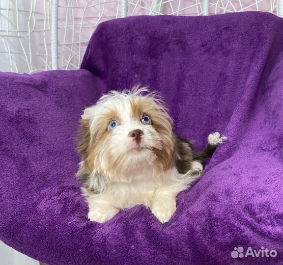 Эксклюзивный йорк с 2 голубыми глазами девочка