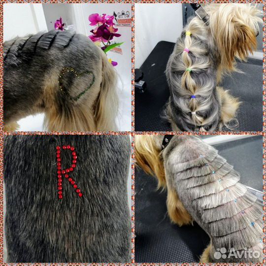 Стрижка собак, кошек. Чистка зубов