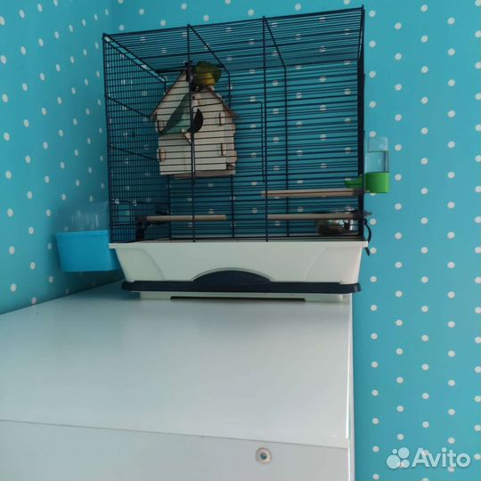 Попугай с клеткой