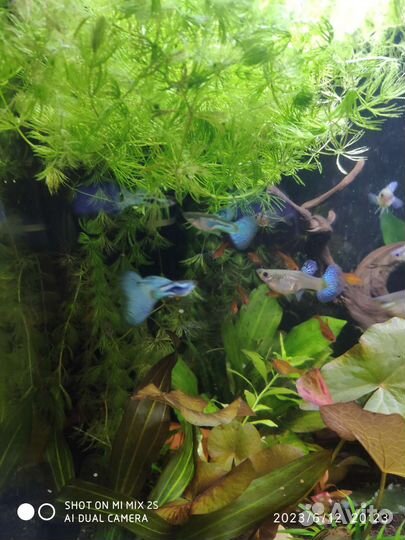 Гуппи чистая линия