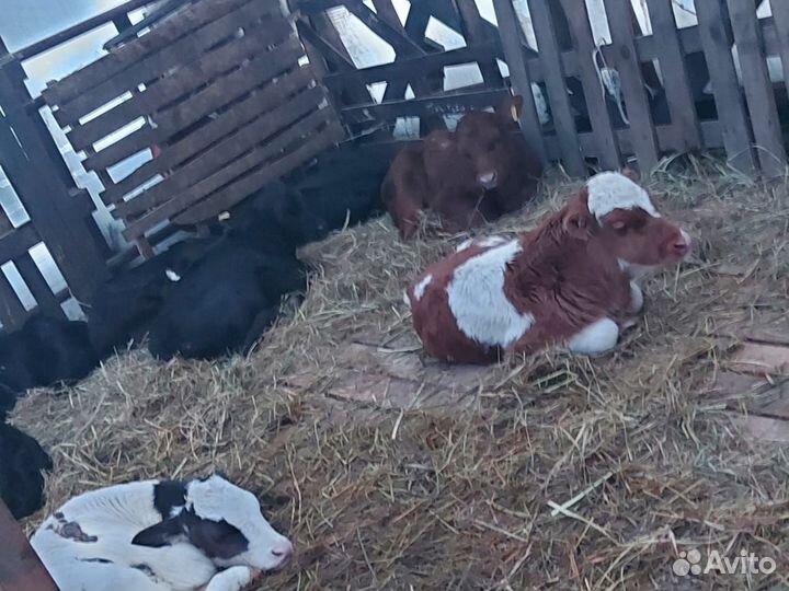 Бычки Ангус и айшир