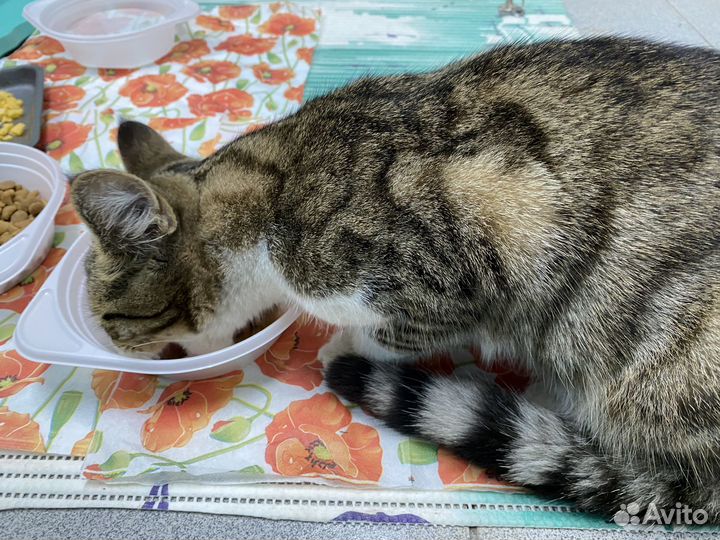 Котик в добрые руки