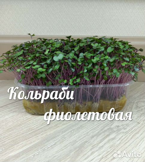 Микрозелень семена
