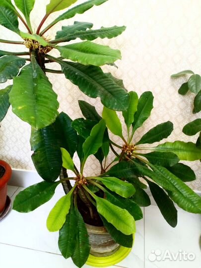 Аихризон, молочай,коллизея.дубки'