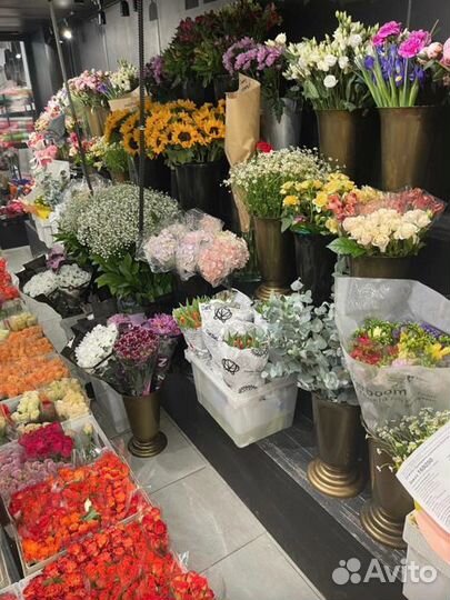 Роза кустовая Оптом и в розницу