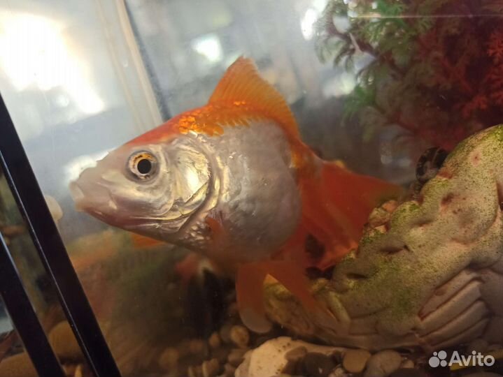 Живая рыба