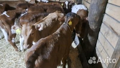 Бычки телки телята бесплатная доставка