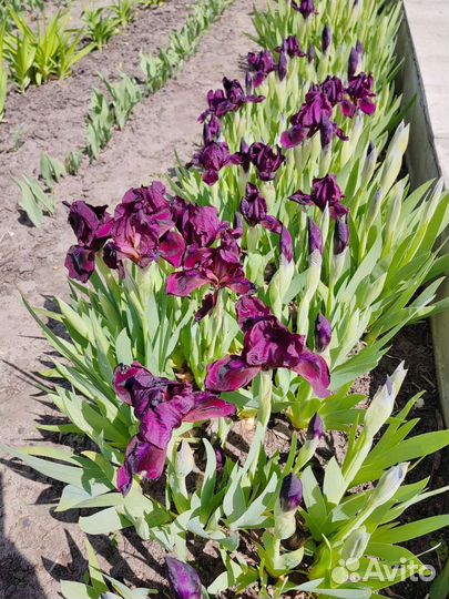 Карликовые ирисы