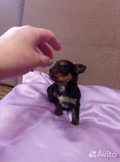 Йоркширский терьер