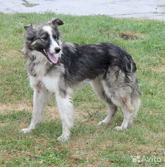 Воинственная Зена