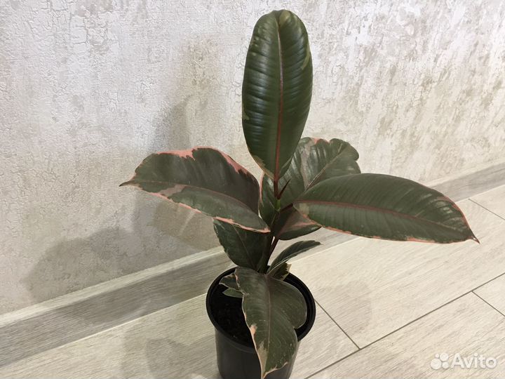 Фикус Крестовник Роули