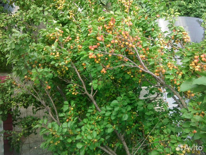 Саженцы персика,абрикоса,ореха Идеал в Ульяновске