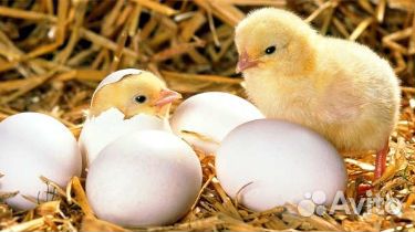 Сборщик яиц на птицефабрику вахтой Невинномысск