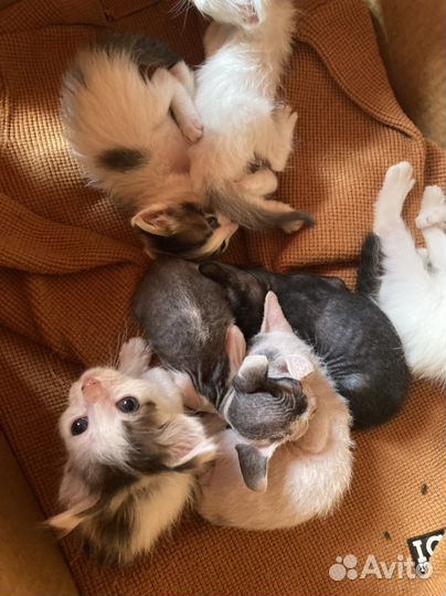 Котята