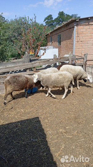 Овцы (матки)