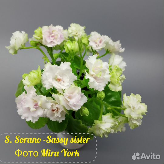 Фиалка листы укорененные