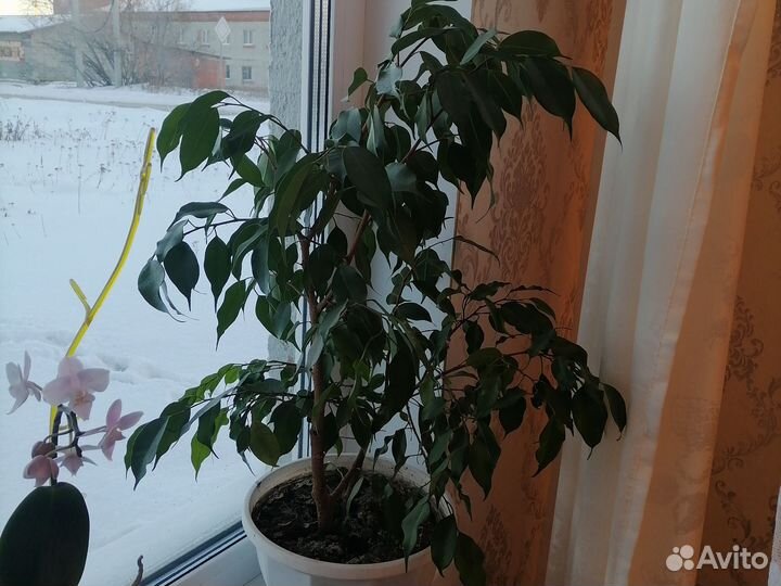 Бенджамина