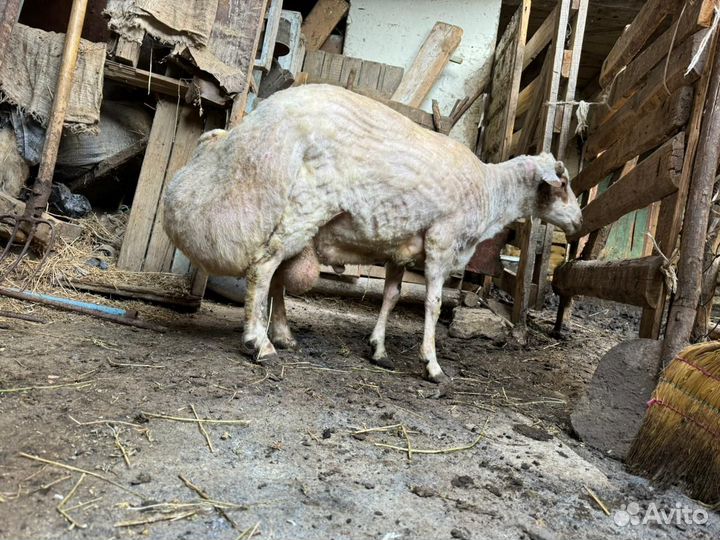 Продаеться курдючный баран