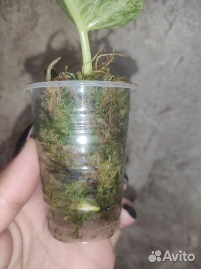 Филодендрон гигантум вариегатный