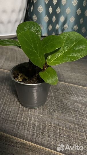 Фикус лирата