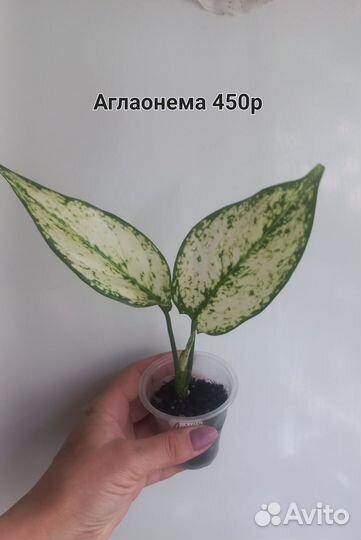 Диффенбахия