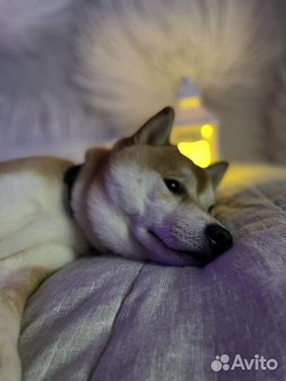 Вязка сиба ину