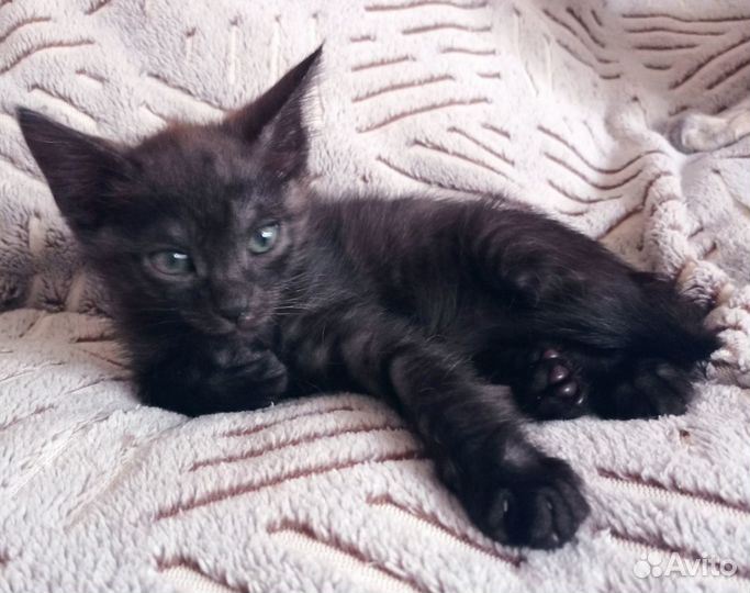 Котята в добрые руки даром