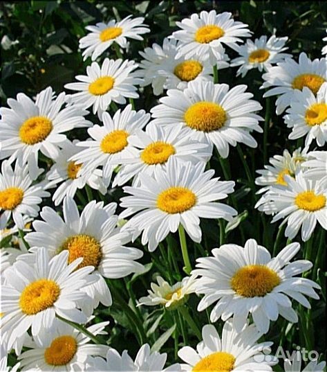 Ромашка садовая,крупная