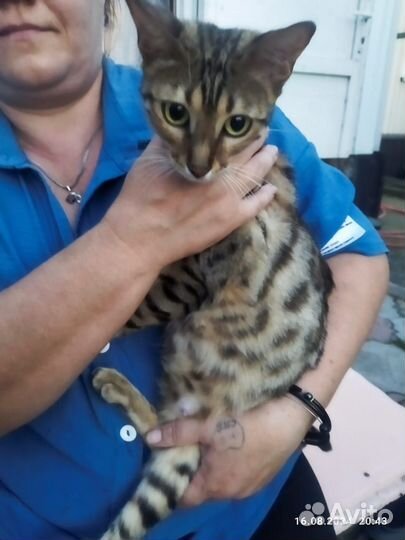 Бенгальская кошечка и котёнок