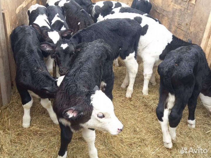 Бычки помесь