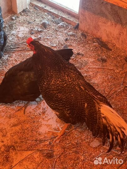 Молодые петухи