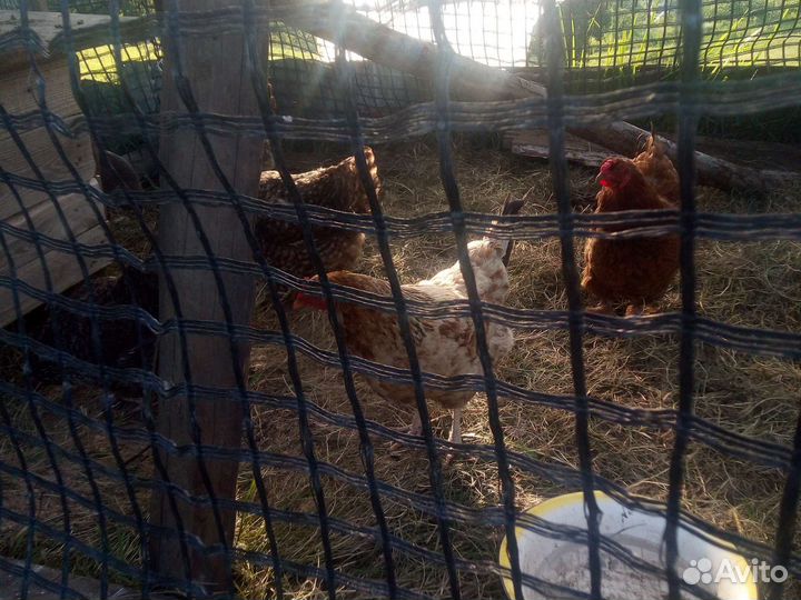Куры петухи