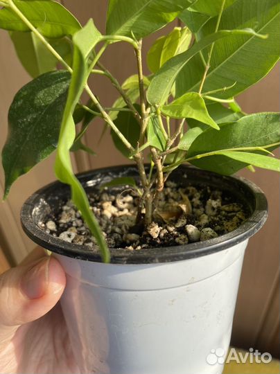 Фикус бенджамина зелёный пестролистный кинки